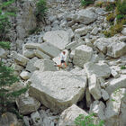 C-ICARUS, Grey Crystal-Clear Ruby Photochromic, hi-res image number null